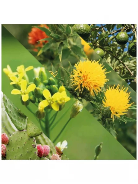 Aceite Para Barba Plisson 7 Aceite Para Barba Plisson - Imagen 5