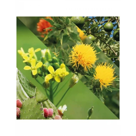 Aceite Para Barba Plisson 12 Aceite Para Barba Plisson - Imagen 10