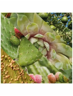 Crema Hidratante Facial Plisson 50ml 16 Crema Hidratante Facial Plisson 50ml -Gifts And Care-ES.com crema hidratante facial plisson 50ml 4