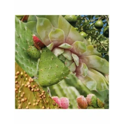 Crema Hidratante Facial Plisson 50ml 21 Crema Hidratante Facial Plisson 50ml -Gifts And Care-ES.com crema hidratante facial plisson 50ml 9