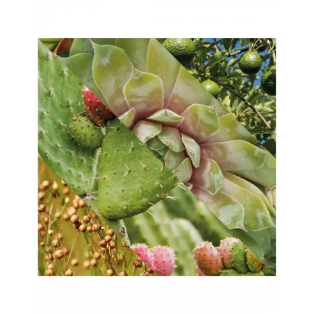 Crema Hidratante Facial Plisson 50ml 12 Crema Hidratante Facial Plisson 50ml - Imagen 10