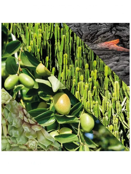 Exfoliante Facial Energizante Plisson 6 Exfoliante Facial Energizante Plisson - Imagen 4